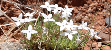 Houstonia rubra